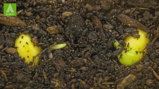 Auroh Premium Natural Soy wax for Candle Making | 1KG - 20KG Clean-Burning Candle Wax Flakes with No Additives - Organic Soya Wax